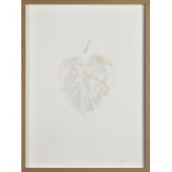 Monstera II
